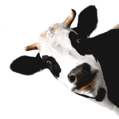 Happy Cow